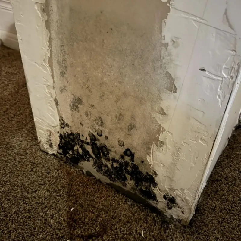 Professional Mold Removal in East Dublin, GA